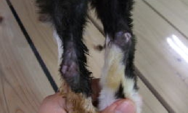 高齢猫における踵の皮膚欠損治療例のイメージ